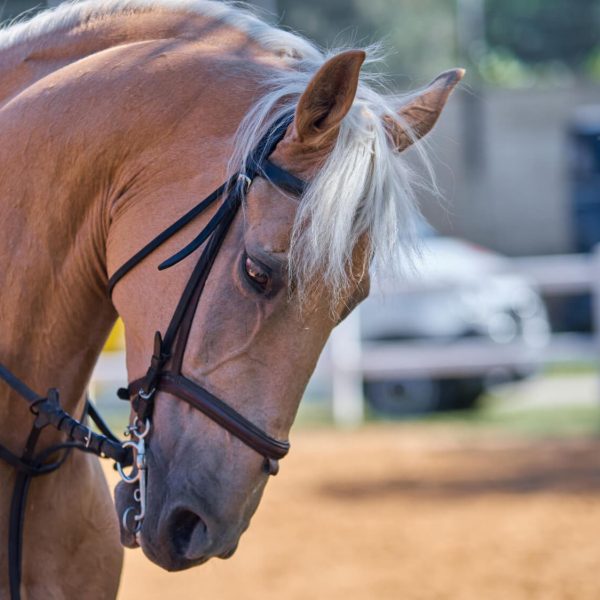 Championship Horse