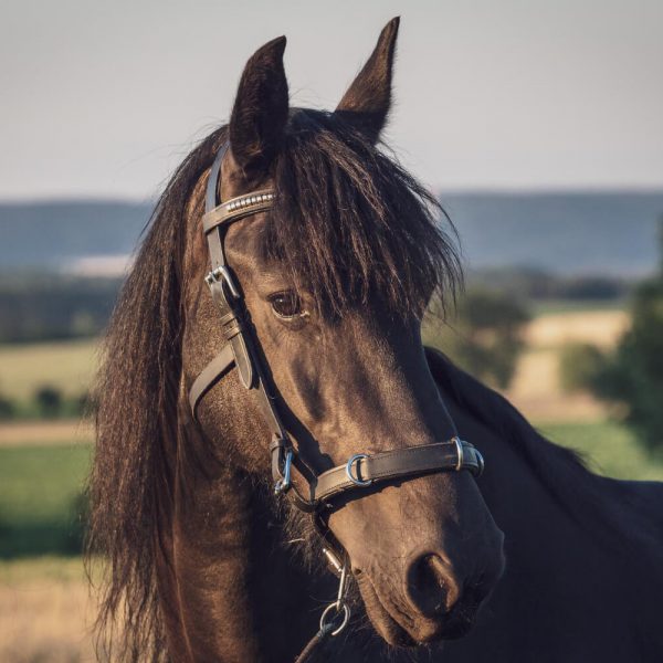Friesian Horse