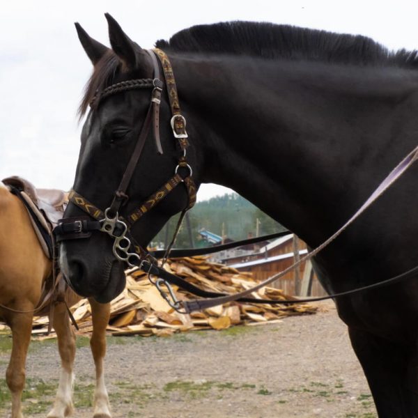 Farm Horses