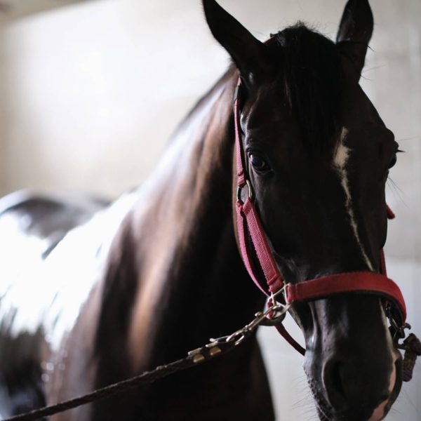 Thoroughbred Horse
